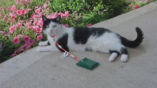 Backyard Cat: A Haiku